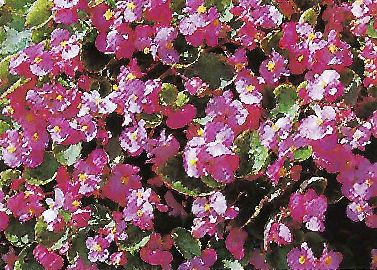 B. ‘Rote Tausendschoen’